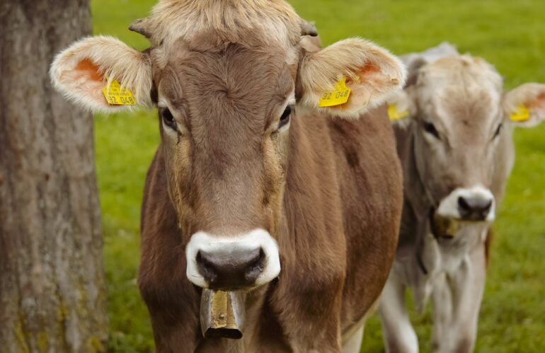 Siete plazas de las Unidades Veterinarias permanecen sin cubrir en León