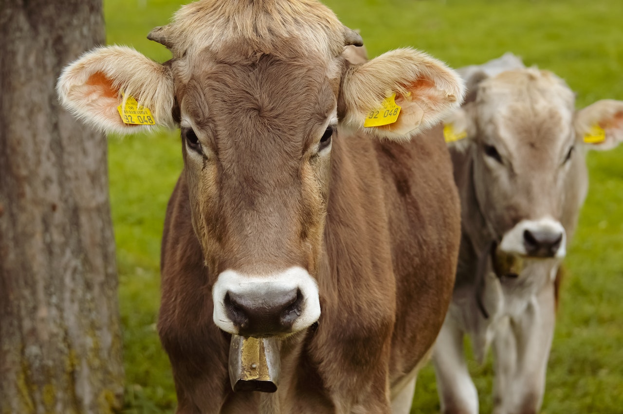 Siete plazas de las Unidades Veterinarias permanecen sin cubrir en León